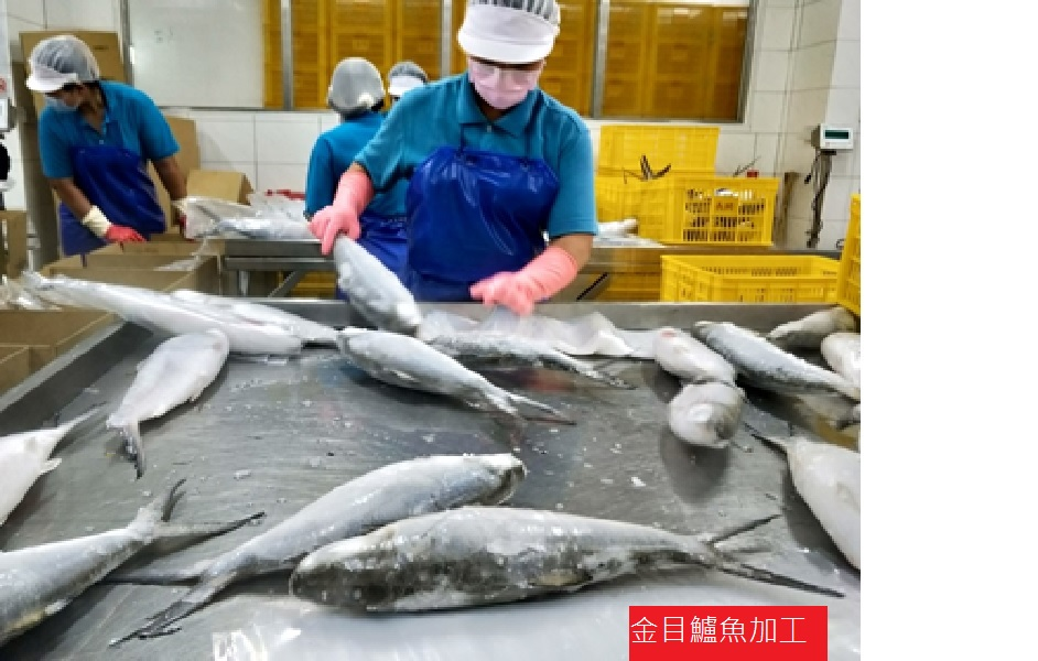 臺南分局轄區HACCP水產品加工廠涵蓋範圍為雲嘉南地區,以養殖漁產為主(金目鱸魚加工) 臺南分局轄區HACCP水產品加工廠涵蓋範圍為雲嘉南地區,以養殖漁產為主(金目鱸魚加工).png